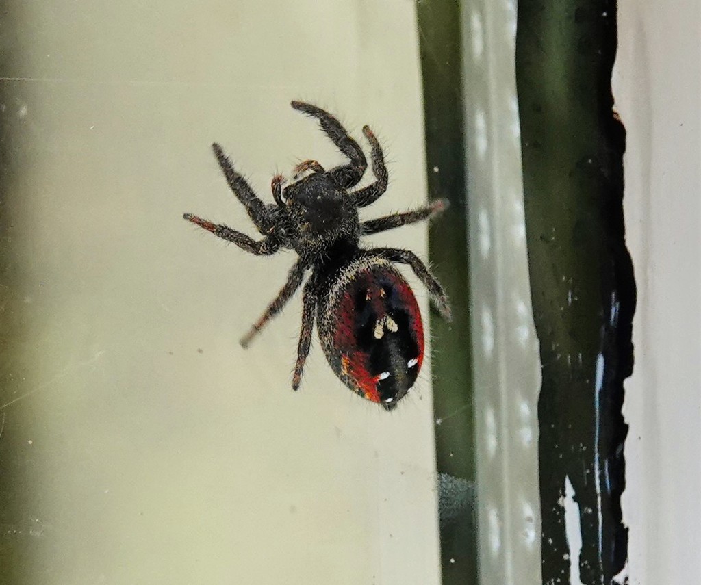 Johnson's Jumping Spider from Lantzville, BC, Canada on July 10, 2020