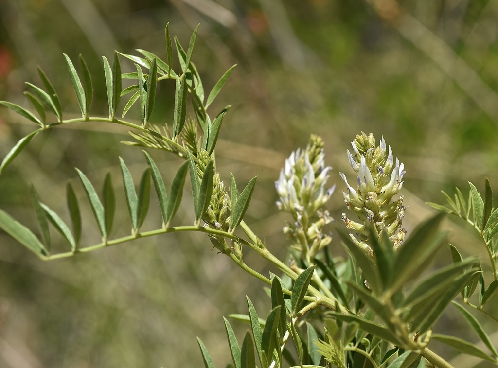wild licorice (DenverBoulder Metro Area Yellow, White and Green