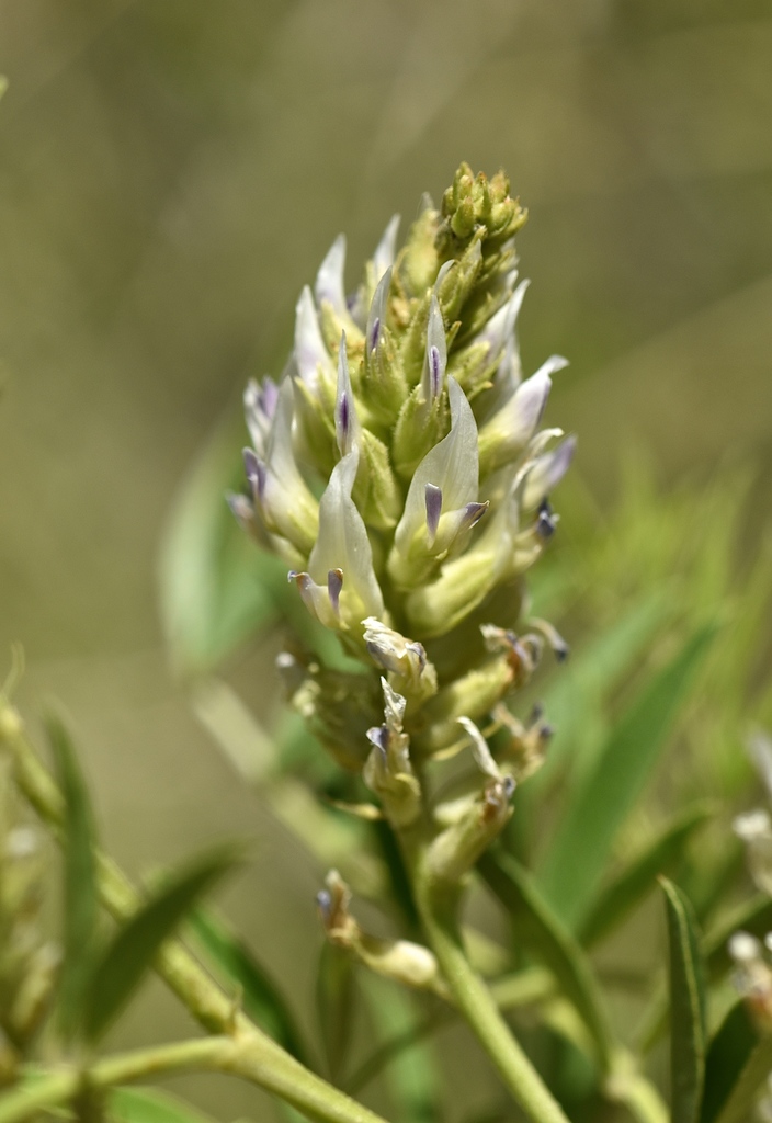 wild licorice (DenverBoulder Metro Area Yellow, White and Green