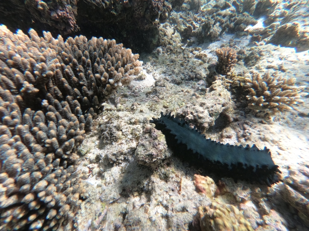 Greenfish Sea Cucumber from Oyster Stacks Snorkelling Area on July 03