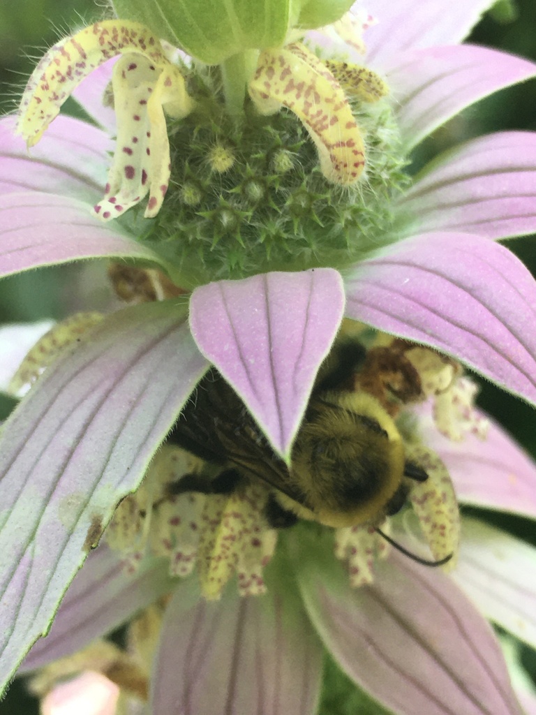 Bumble Bees from Middlesex, Massachusetts, United States on July 14