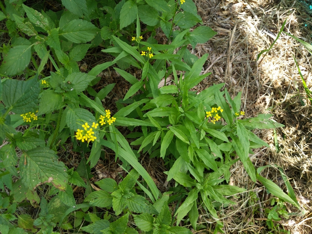 wormseed wallflower from Dell Grove Township, MN, USA on July 16, 2020 at 1121 AM by
