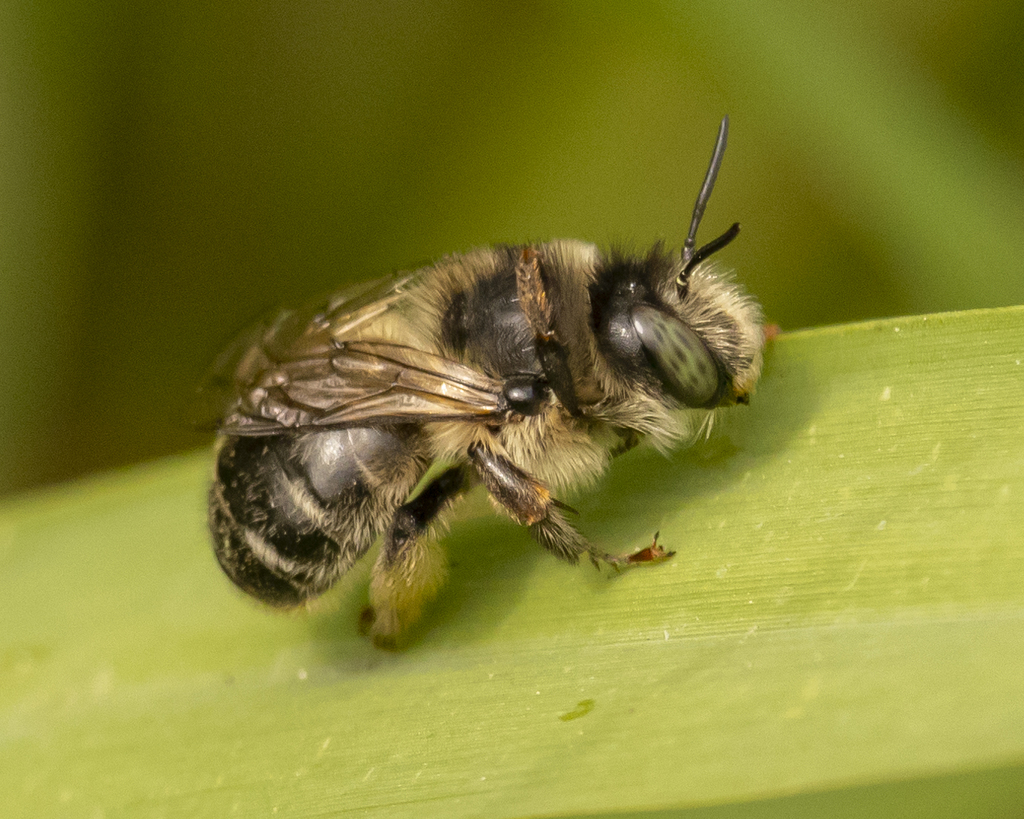 Digger Bees (Arthropods of Rosewood Nature Study Area) · iNaturalist