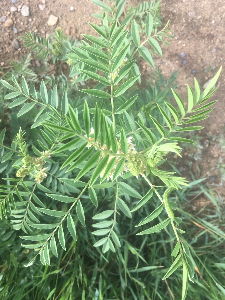 wild licorice (DenverBoulder Metro Area Yellow, White and Green