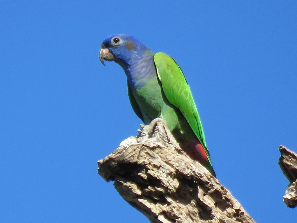 Blueheaded Parrot (Tropical Birds) · iNaturalist