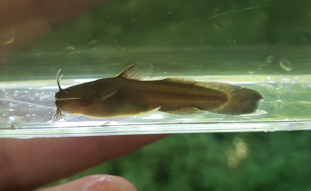 Tadpole Madtom from Pope County, IL, USA on July 19, 2020 at 0951 AM by jasonrl. Sugar Creek
