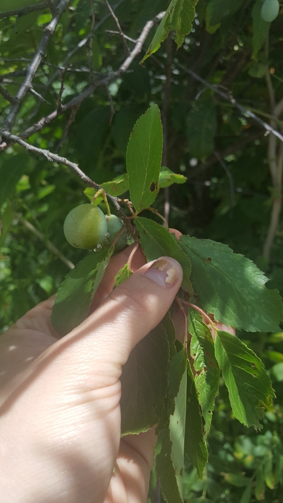 Chickasaw Plum (Trees of Eisenhower State Park) · iNaturalist