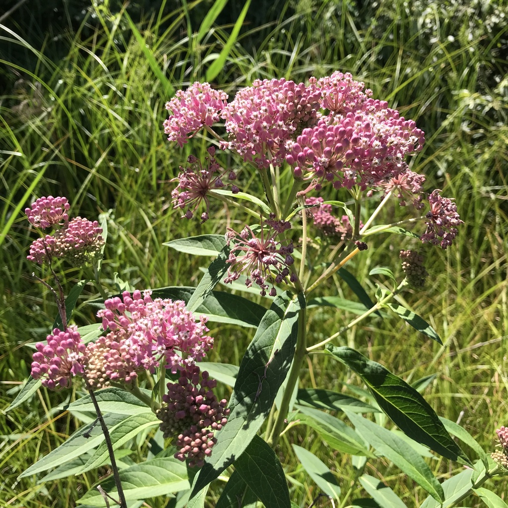 Swamp Milkweed (Wildflowers of Southeast Michigan) · BioDiversity4All