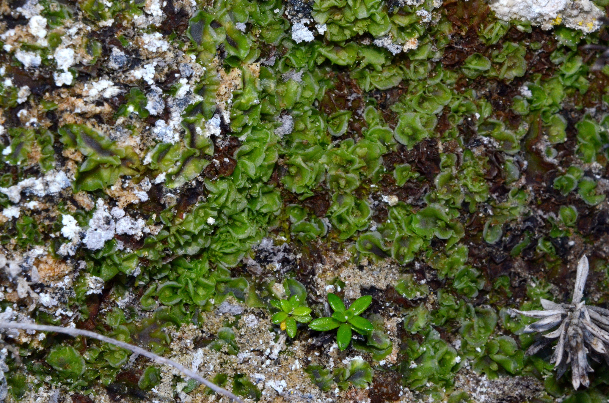 Allisonia cockaynei (K.I.Goebel) R.M.Schust.