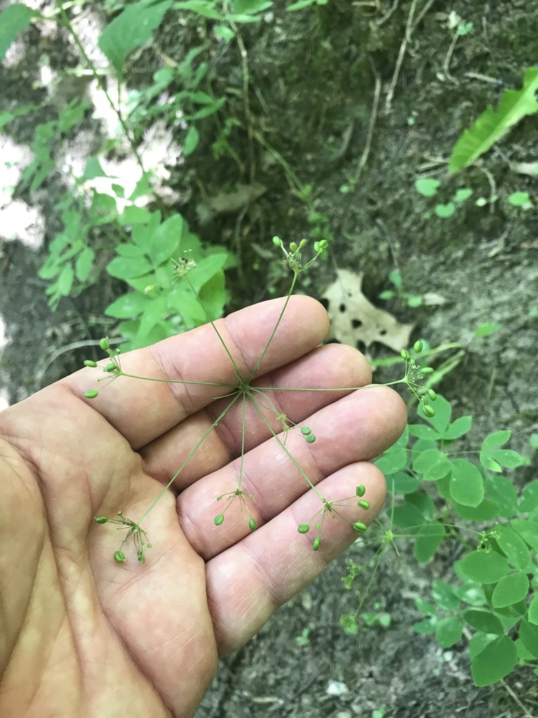 yellow pimpernel from Niagara Falls, ON, Canada on July 25, 2020 at 10