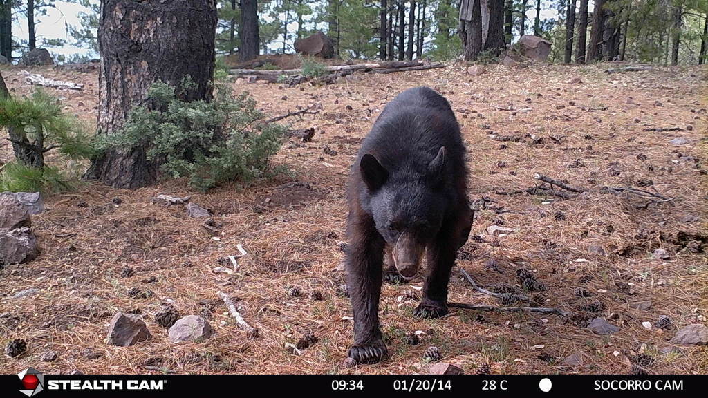 West Mexican Black Bear (Bears of North America) · iNaturalist