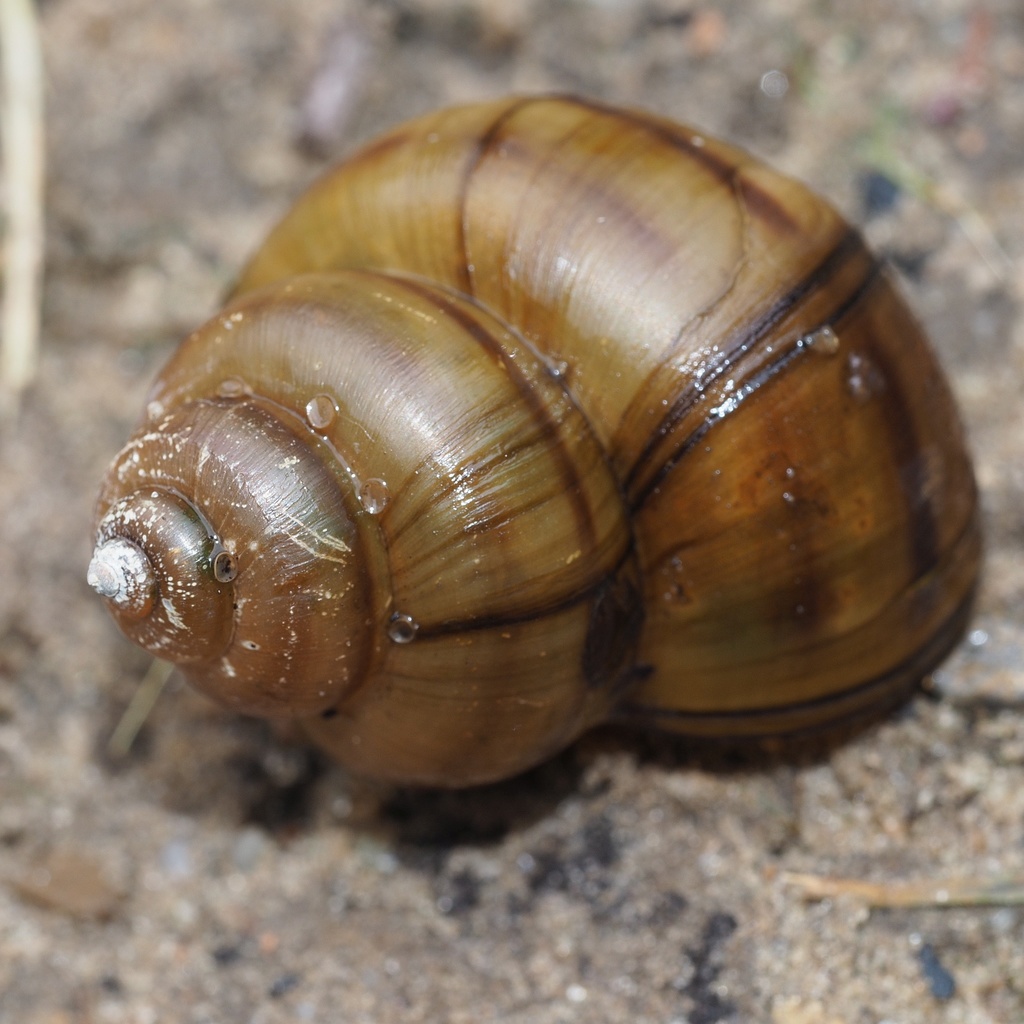 Lister's Riversnail (Molluscs of the Slovak Republic) · BioDiversity4All