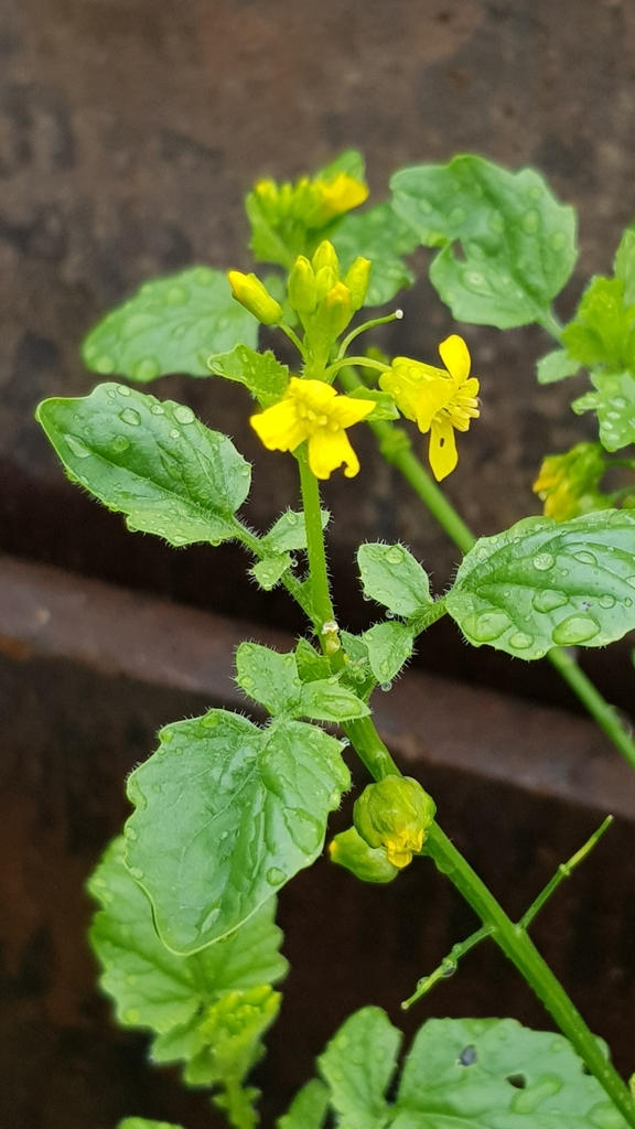 bitter wintercress from Konepaja, Helsinki, Suomi on July 29, 2020 at