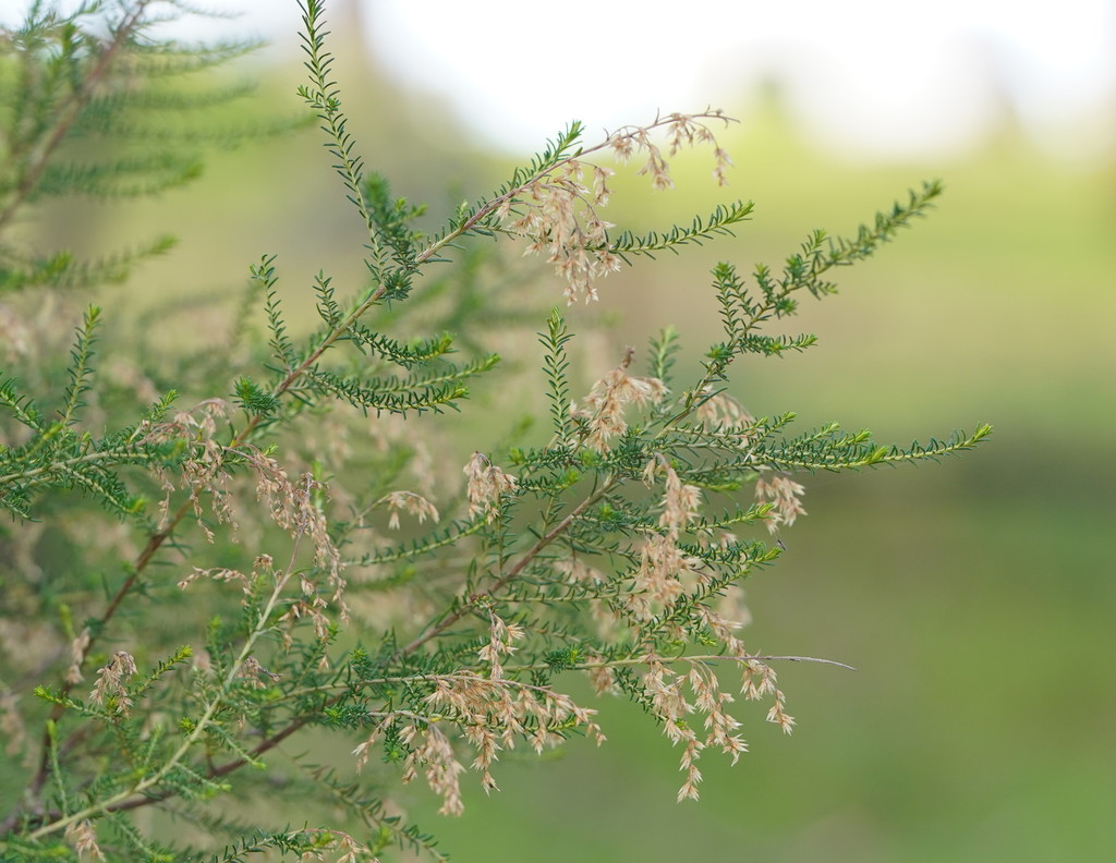 Sifton Bush from Warrandyte VIC AU on July 30, 2020 at 1011 AM by