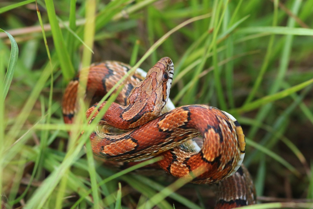 Corn Snake from W Irene Rd, Zachary, LA, US on 30 July, 2020 at 0750