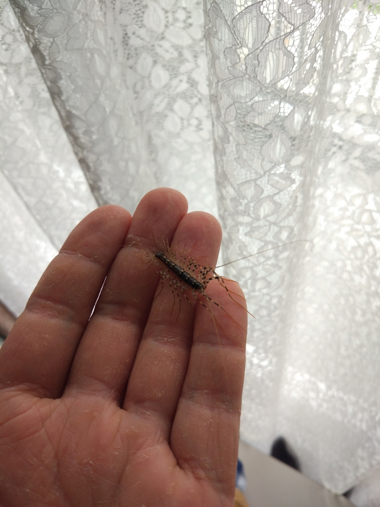 Japanese House Centipede from Каннондай, Цукуба, Ибараки 3050856