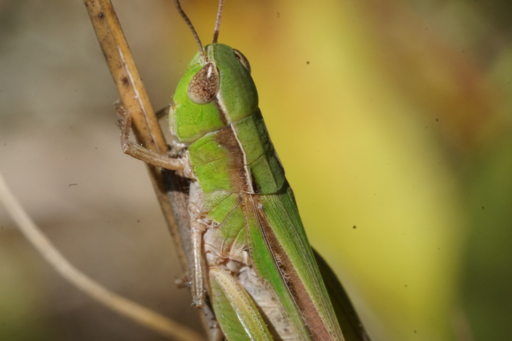 Pasture Locust (Orthoptera of Iowa) · iNaturalist