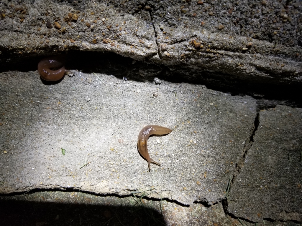 Threeband Slugs from Northampton, St. Louis, MO, USA on August 5, 2020