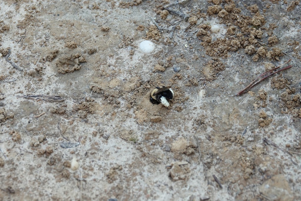 Hibiscus Turret Bee from 19180 Tidewater Trail, Tappahannock, VA 22560