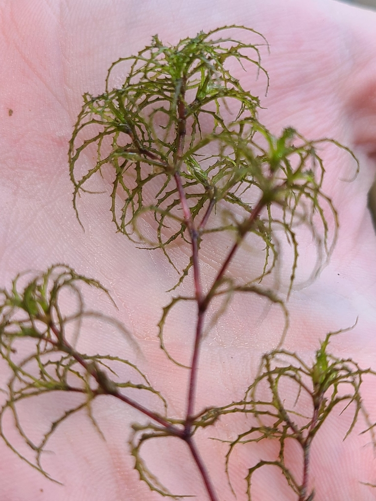 Brittle Naiad (Invasive Plants of Massachusetts) · iNaturalist