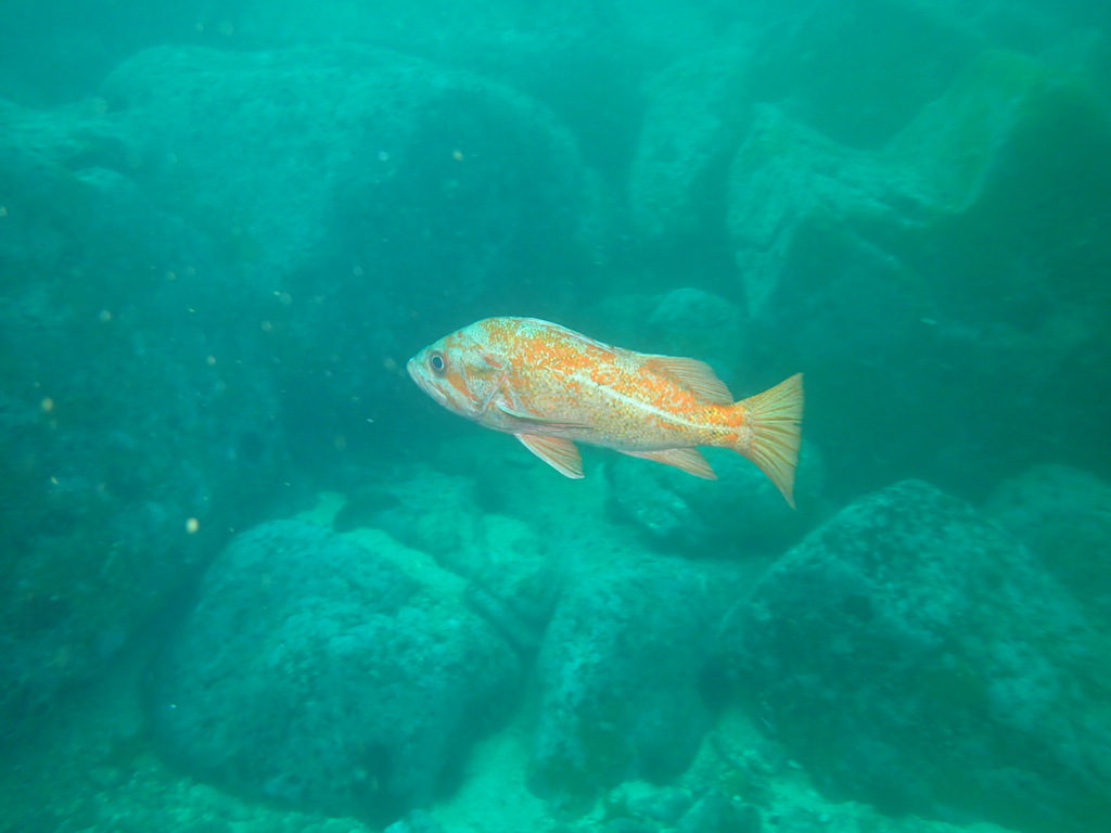 Canary Rockfish (Gwaii Haanas Kelp Forest & Rocky Reef Project (a MLNEP