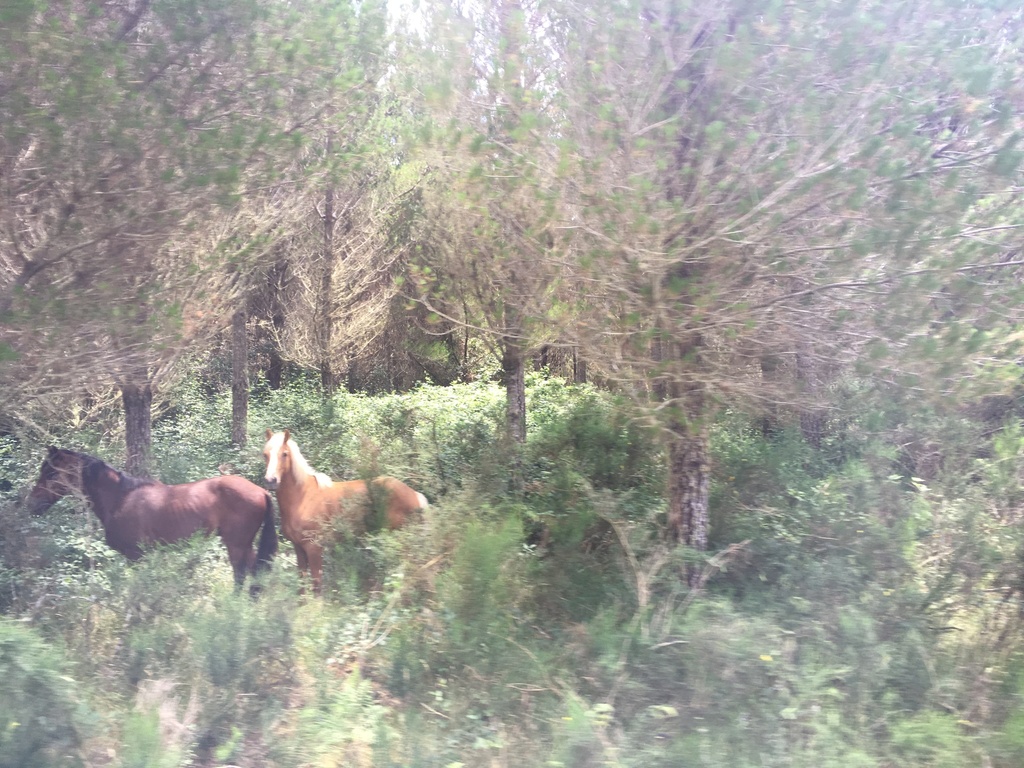 Domestic Horse from Whakatane, Bay of Plenty, New Zealand on January 09