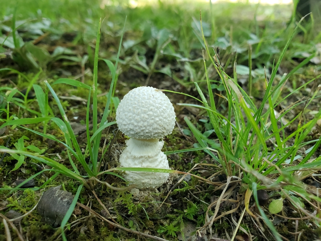 Small FunnelVeil Amanita from Liberty Township, IN, USA on August 15