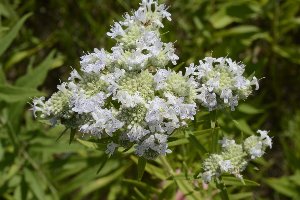 Virginia mountain mint (North Carolina Aquarium on Roanoke Island