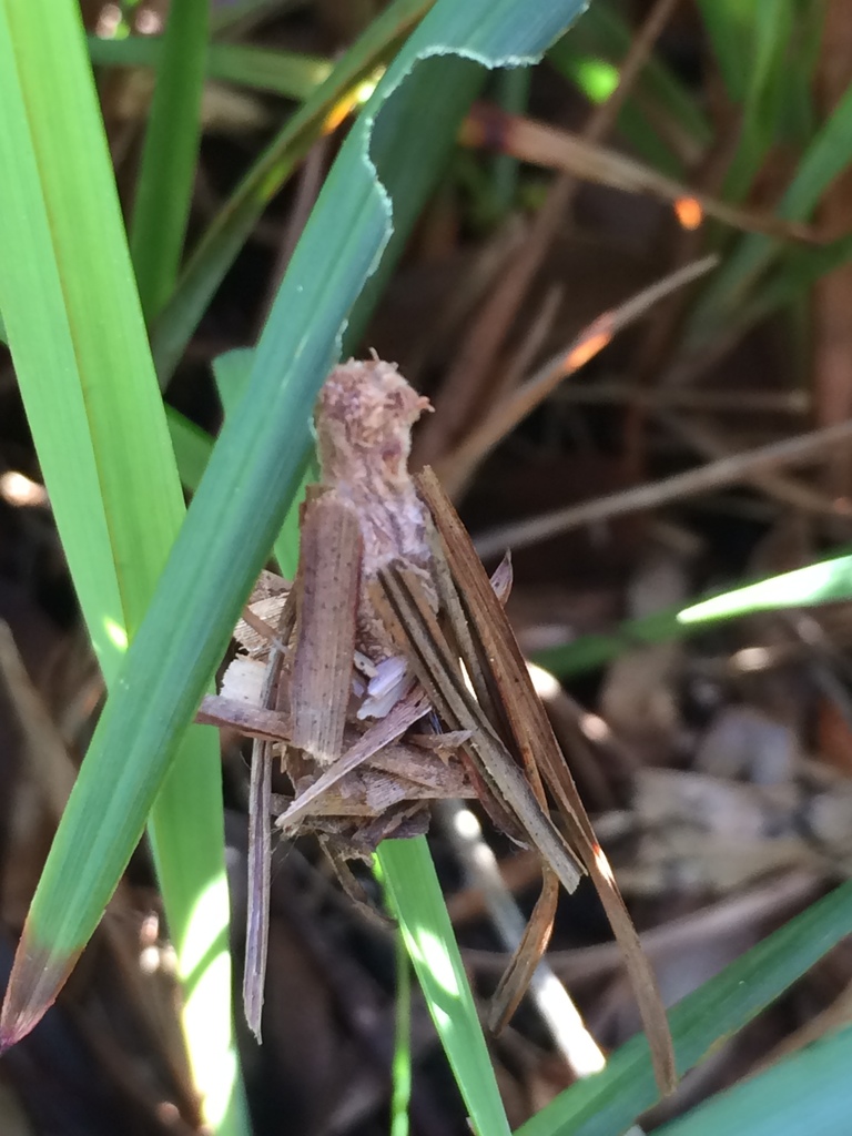Bagworm Moths from Frankston South VIC 3199, Australia on August 18