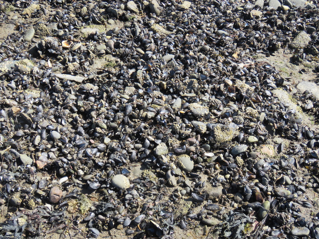 Blue Mussel from South Bar, Cape Breton Regional Municipality, NS, Canada on August 16, 2020 at