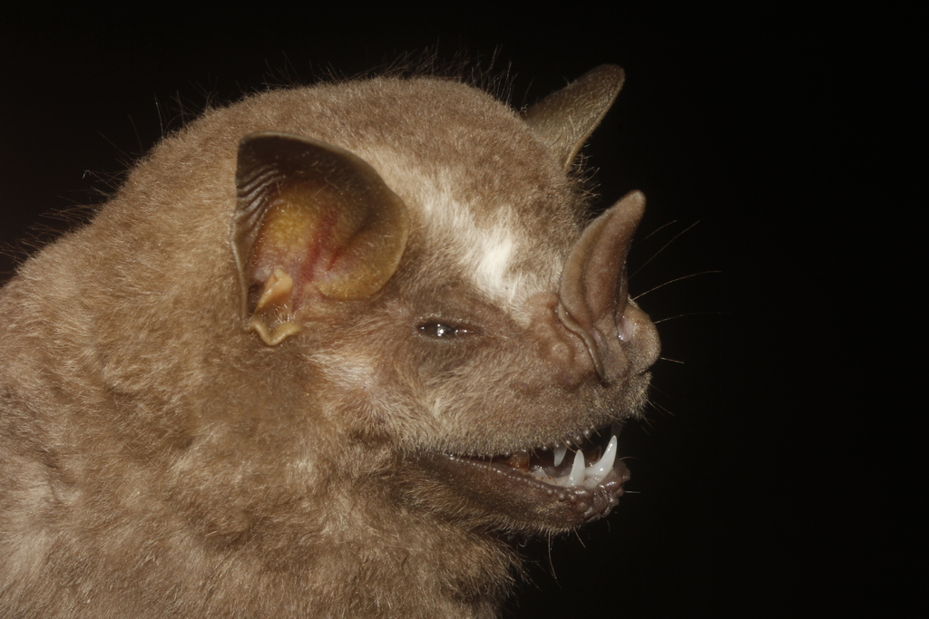 Great Fruiteating Bat from Progreso, Yuc., México on November 18, 2019