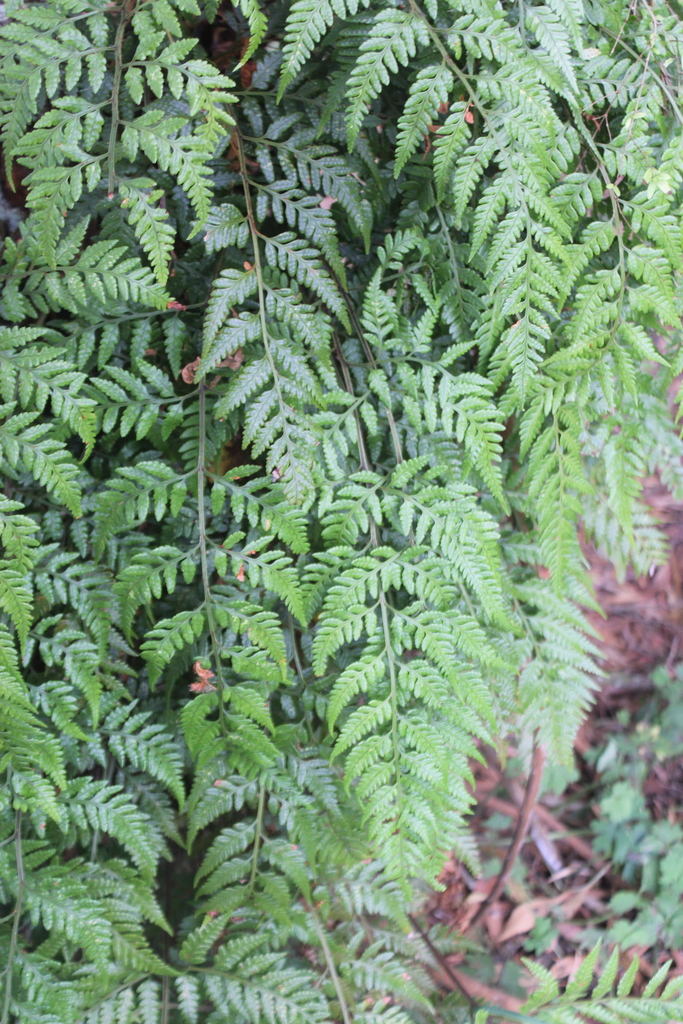 leatherleaf fern (Pledge Nature Reserve Indigenous Plants, Fungi and