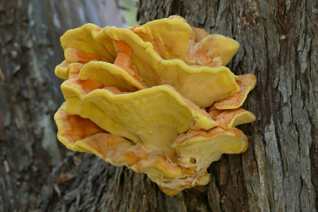 Conifer Chicken of the Woods from Patagonia, AZ 85624, USA on August 21