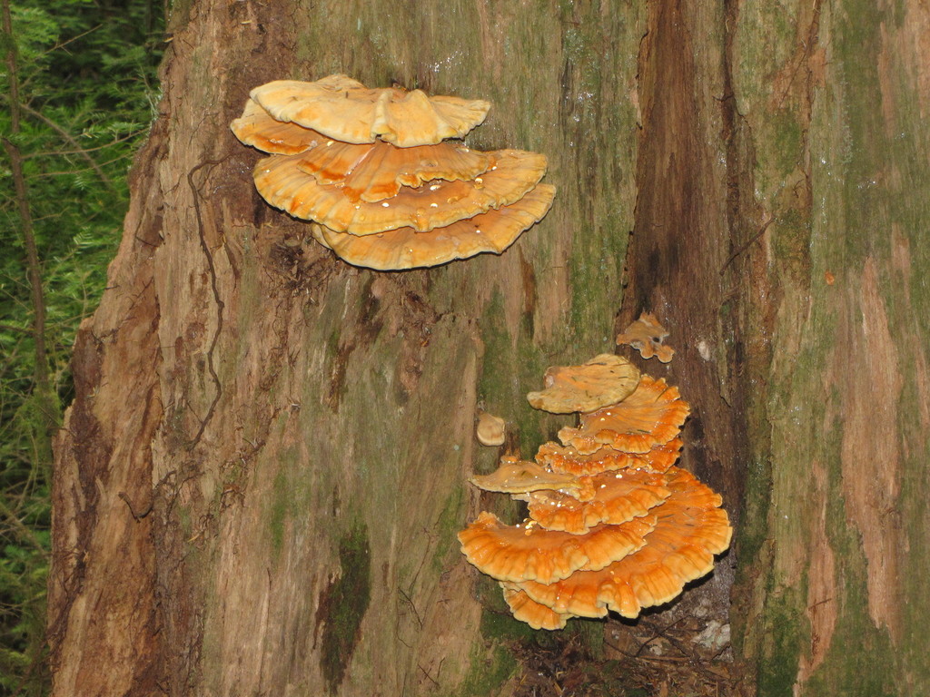 Conifer Chicken of the Woods from Capital, BC, Canada on August 19