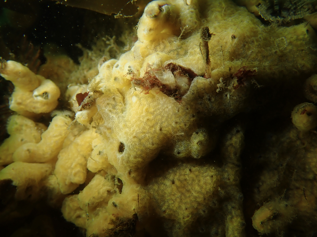 Sea Vomit (Scour project annotation guide ) · BioDiversity4All