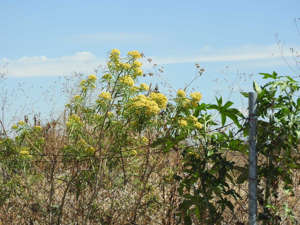 Willow Ragwort from Pénjamo, Guanajuato, Mexico on February 13, 2020 at