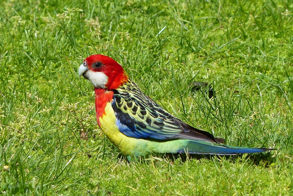 Eastern Rosella (Birds of Berrima) · iNaturalist