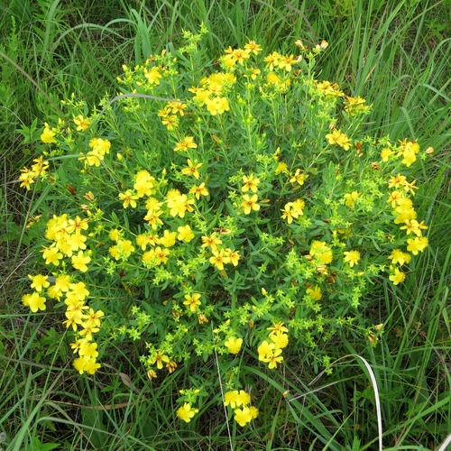 Kalm's St. John'sWort (Hypericum kalmianum) · iNaturalist