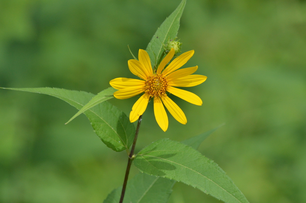 woodland sunflower (Wildflowers of Southeast Michigan) · iNaturalist
