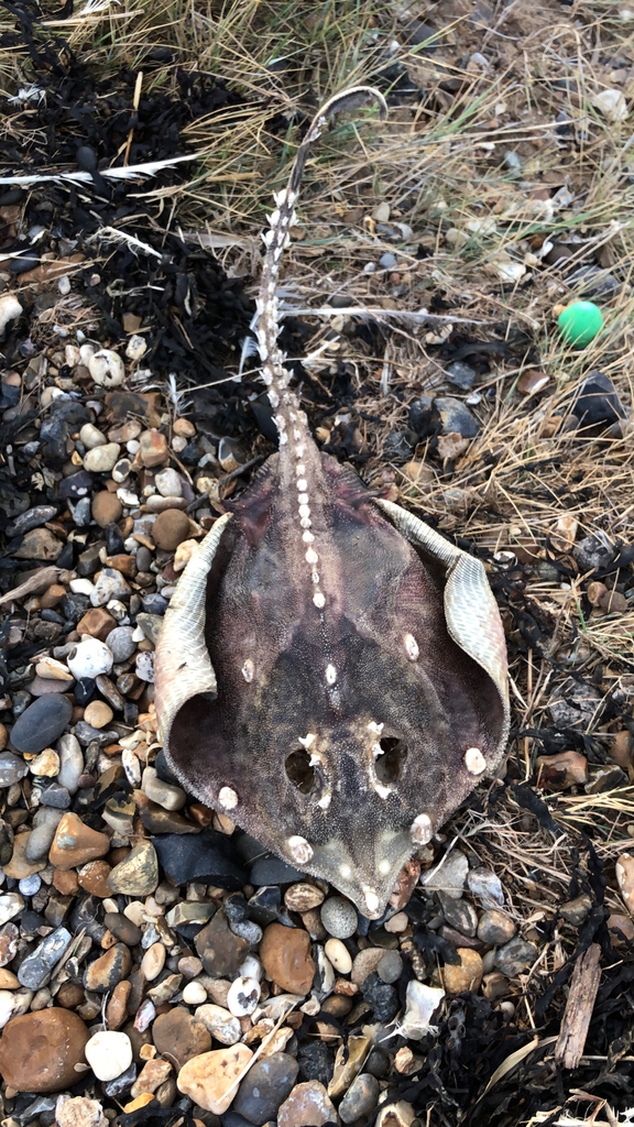 Thornback Skate in August 2020 by bossyboss · iNaturalist