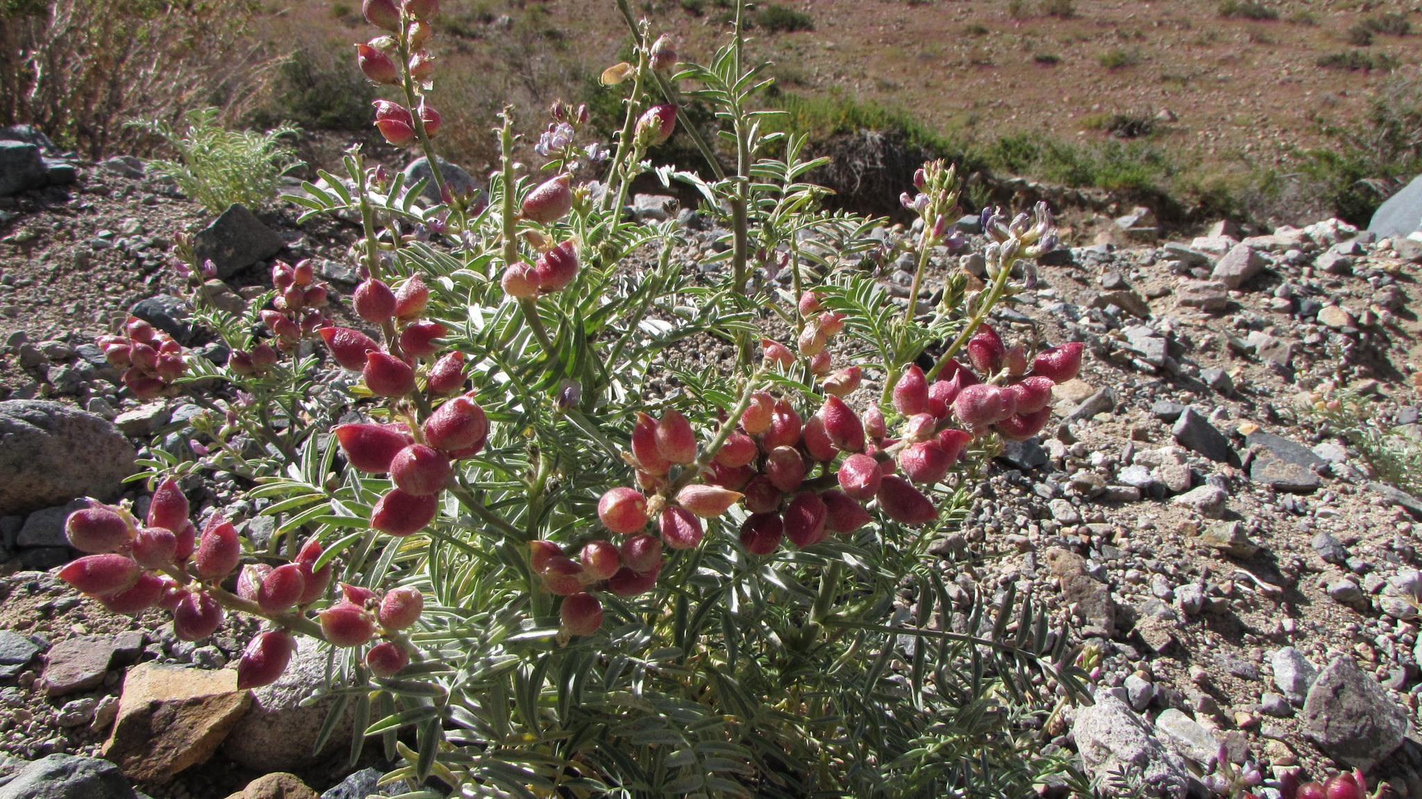Astragalus coquimbensis (Hook. & Arn.) Reiche