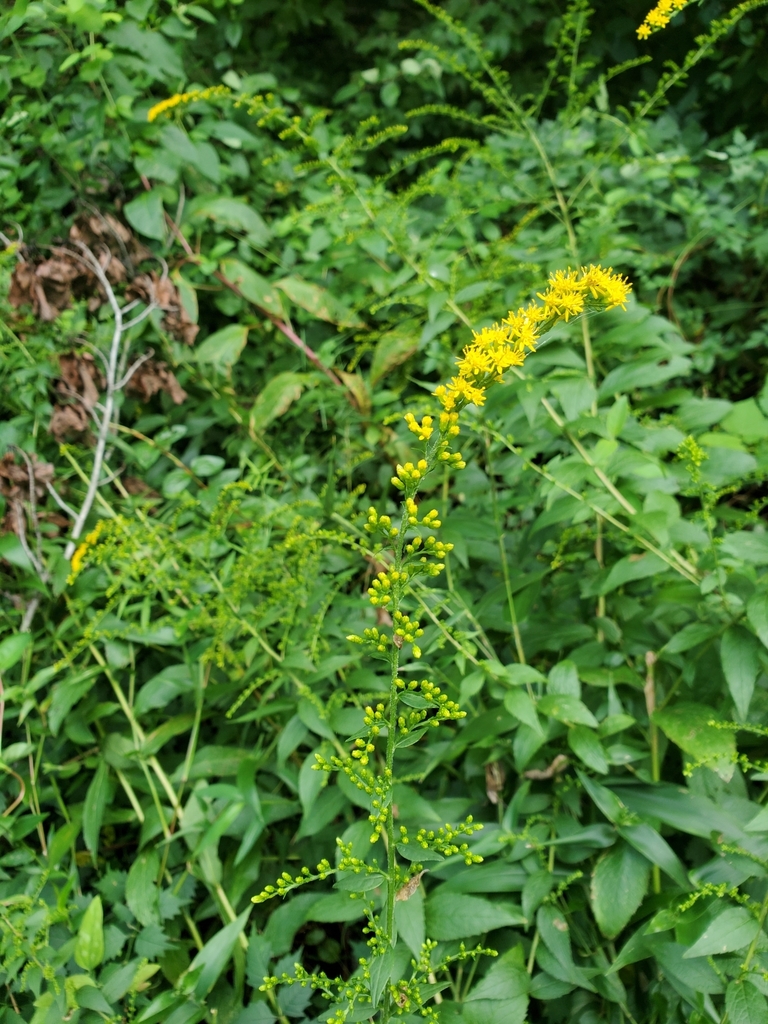 field goldenrod from Upper Pittsgrove, NJ, USA on August 30, 2020 at 11
