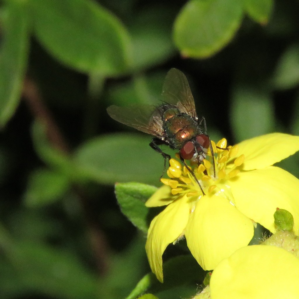 Common European Greenbottle Fly from Air Ronge, SK, Canada on August 29