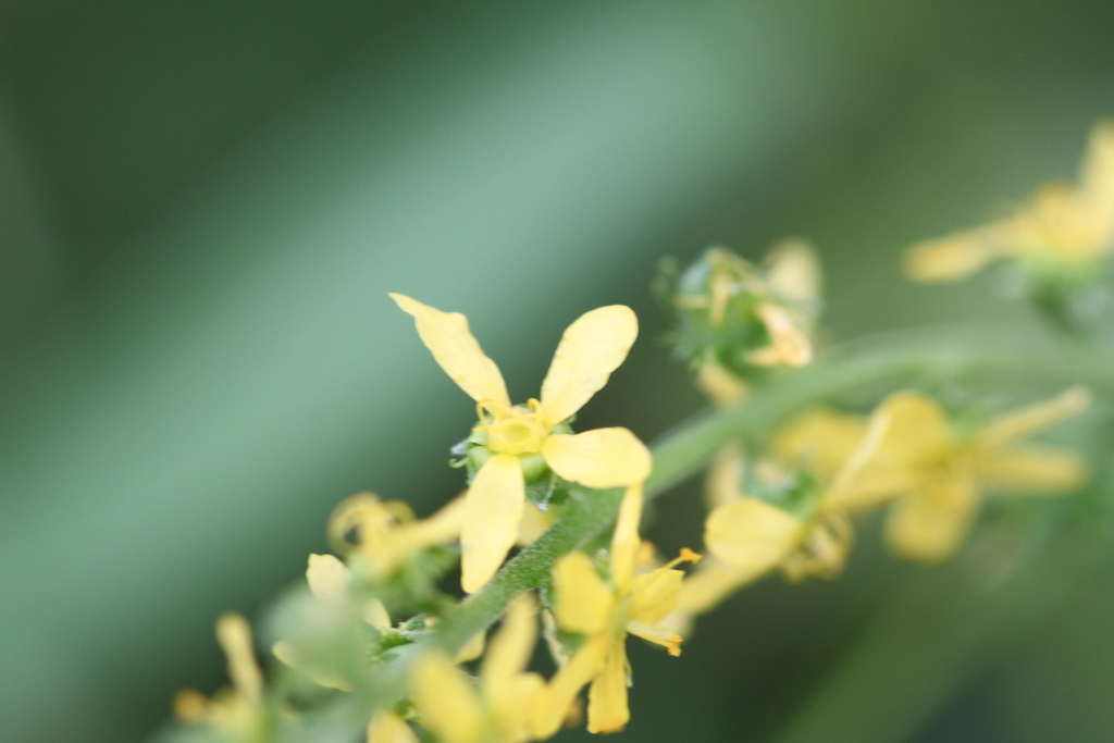 swamp agrimony from 10650 Falls Rd, LuthervilleTimonium, MD 21093, USA