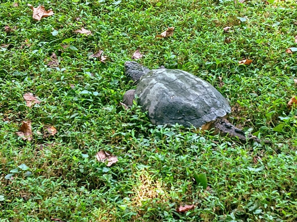 Common Snapping Turtle from Hopedale, Garner, NC 27529, USA on