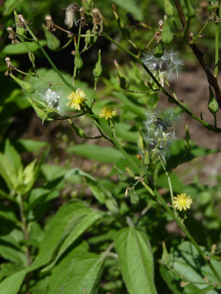 Canada wild lettuce (Hot Springs National Park) · iNaturalist