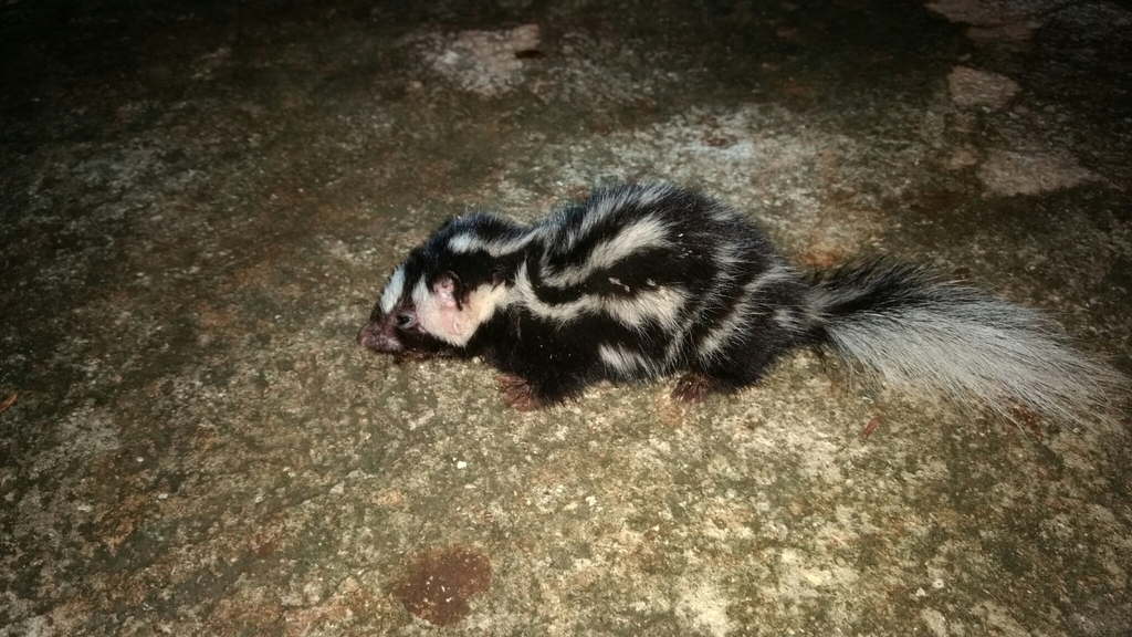 Eastern Spotted Skunk (Mammals of Virginia, Maryland, and the Carolinas