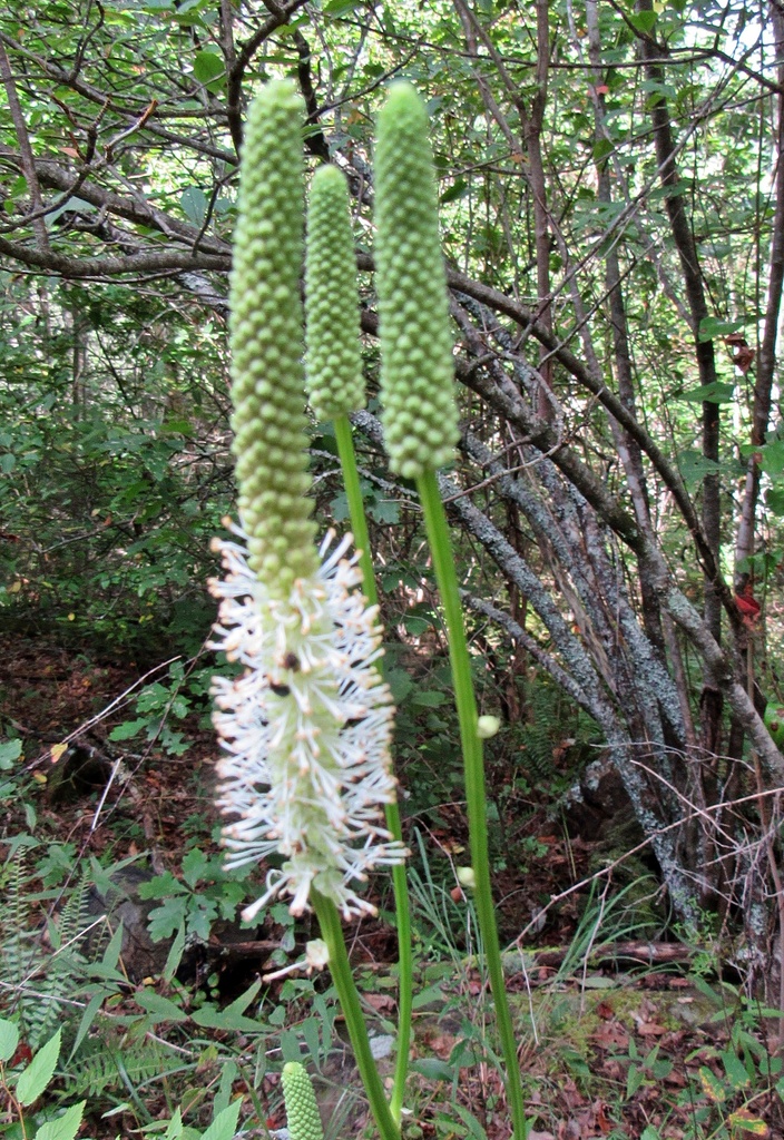 Canadian from Buck Creek Rd, Highlands, NC, USA on September 4