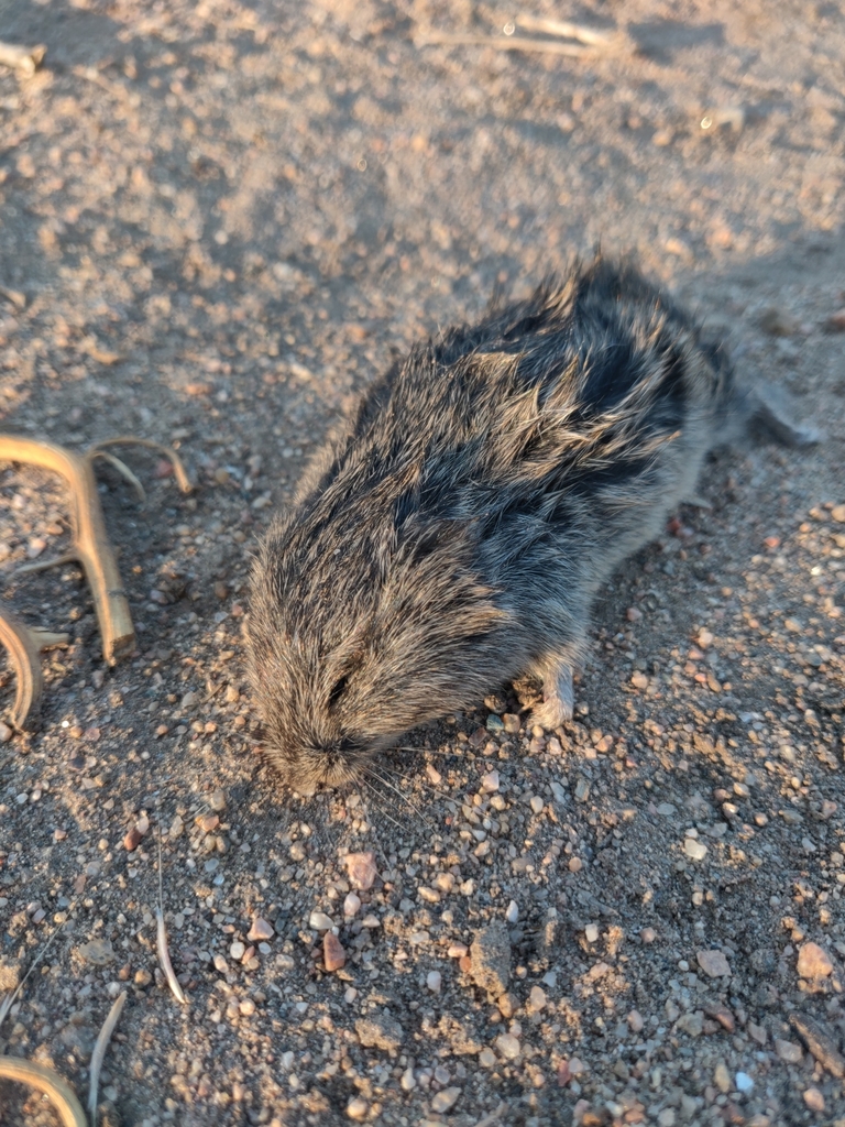 Sagebrush Vole from Severance, CO 80524, USA on September 01, 2020 at