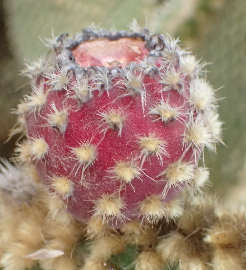 Bunny Ears Cactus (Cactus of Metro Phoenix (April 2021 EcoQuest Guide